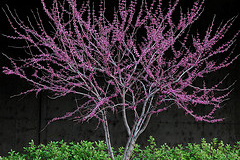 Eastern Redbud