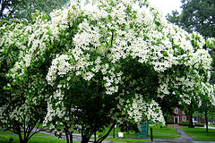 Kousa(Japanese) Dogwood