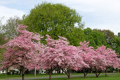 Pink Dogwood