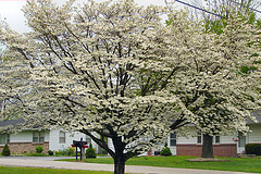 White Dogwood